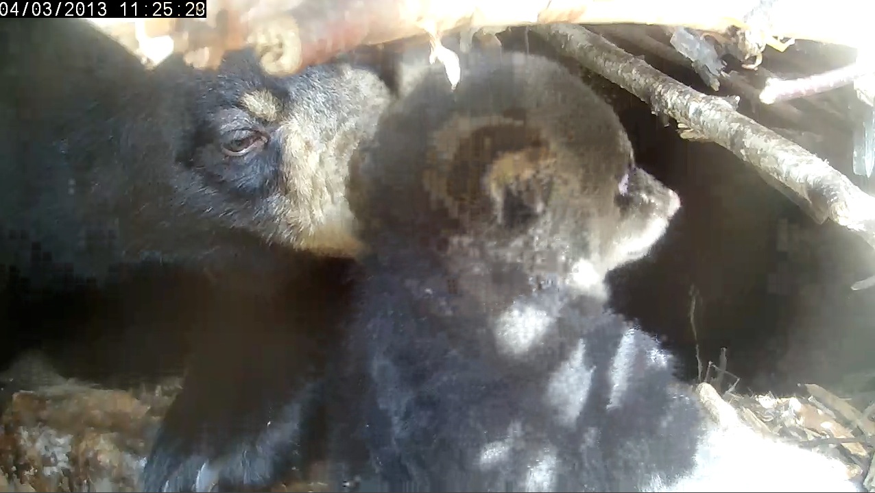 Lily pulls cub back into the den