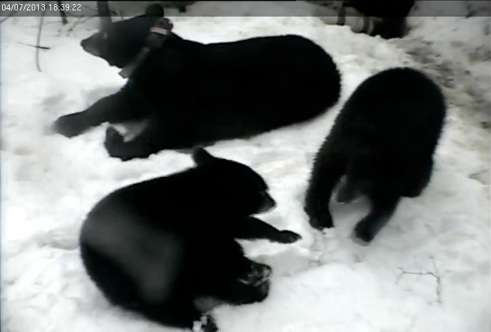 Jewel and yearlings outside den