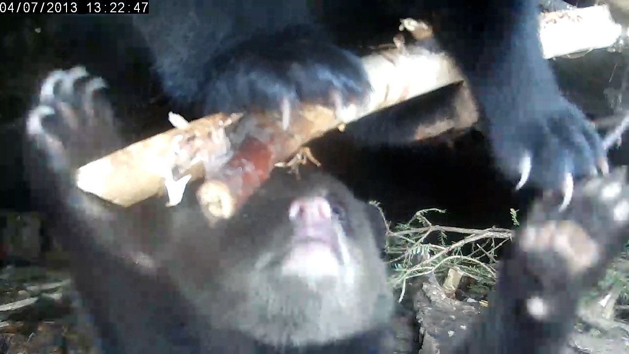 Serious cub play!