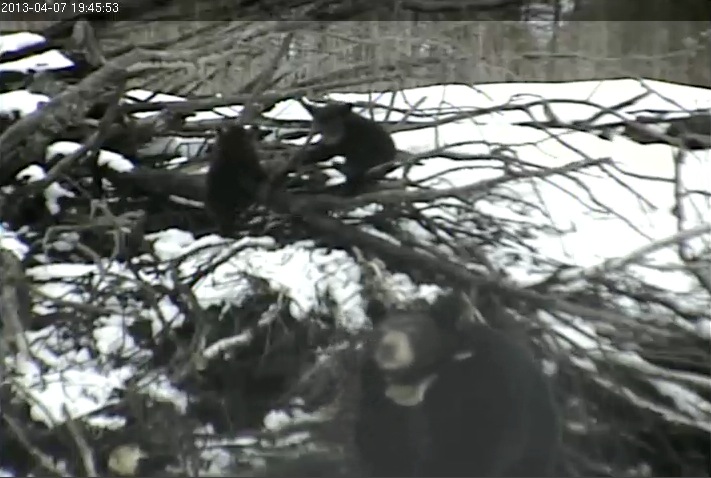 Lily looks out as cubs play high on brush pile