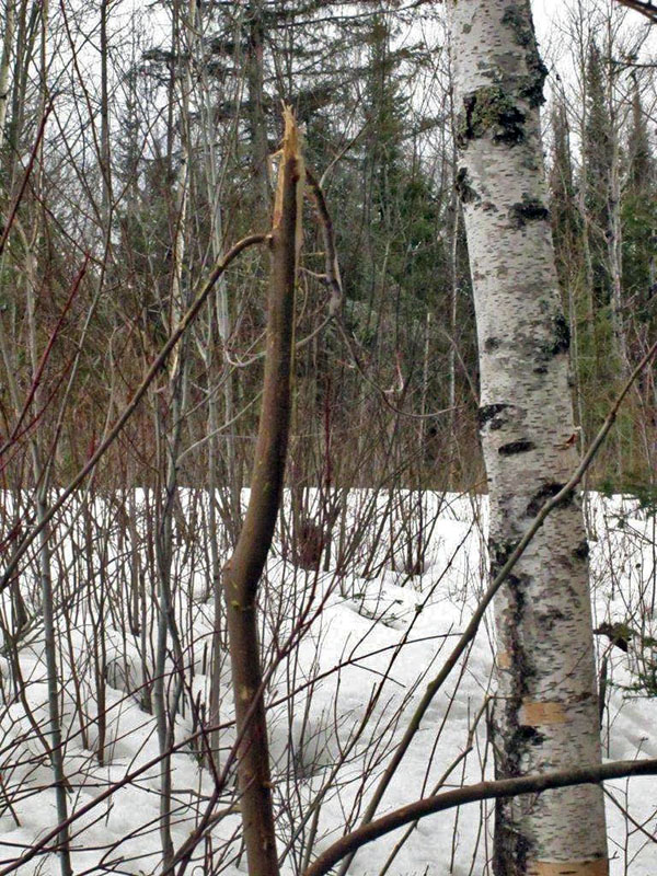 Broken sapling