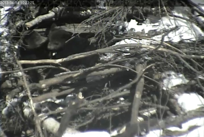 Cubs outside the den