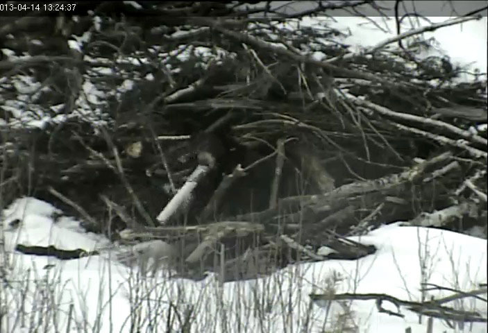 Lily backs into den with mic tube