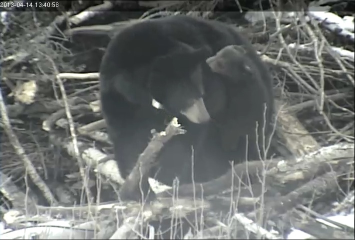 Cub climbs on Lily's back