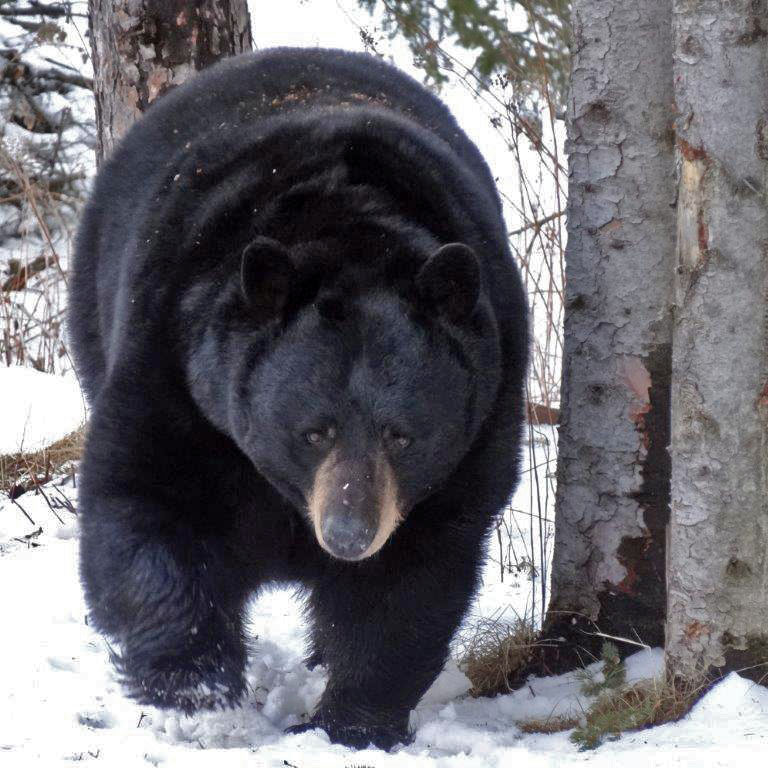 Duluth bear