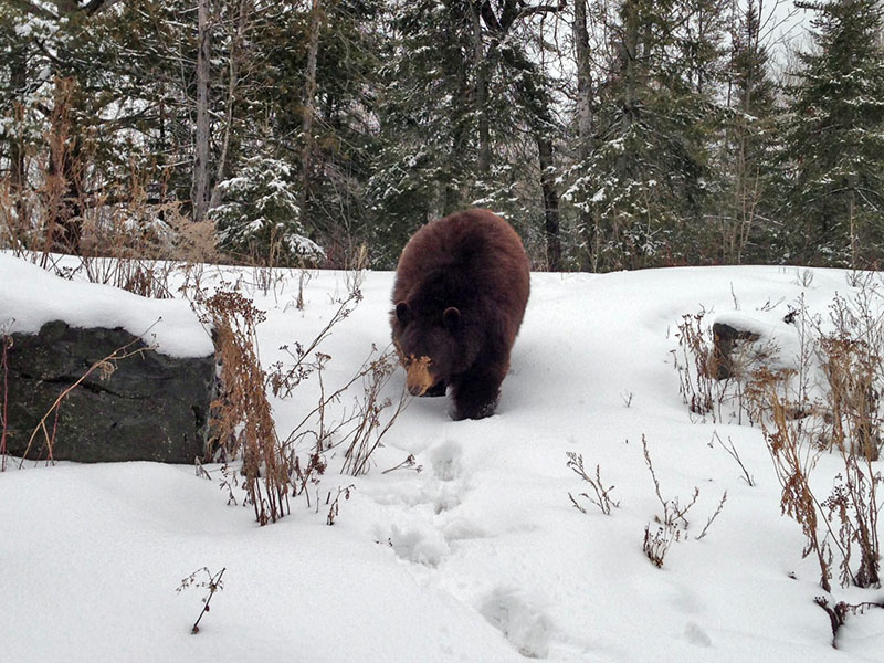 Honey walking in snow