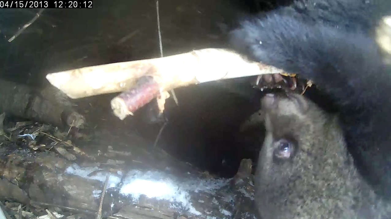 Cub plays sloth
