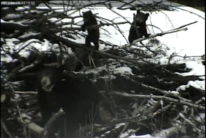 Cubs explore new heights