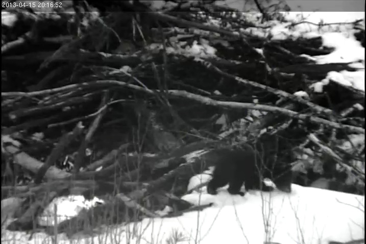 Cub tries walking on snow!