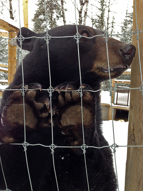 Lucky stands at fence