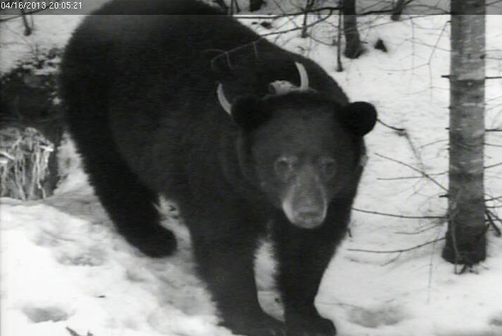 Jewel outside her den