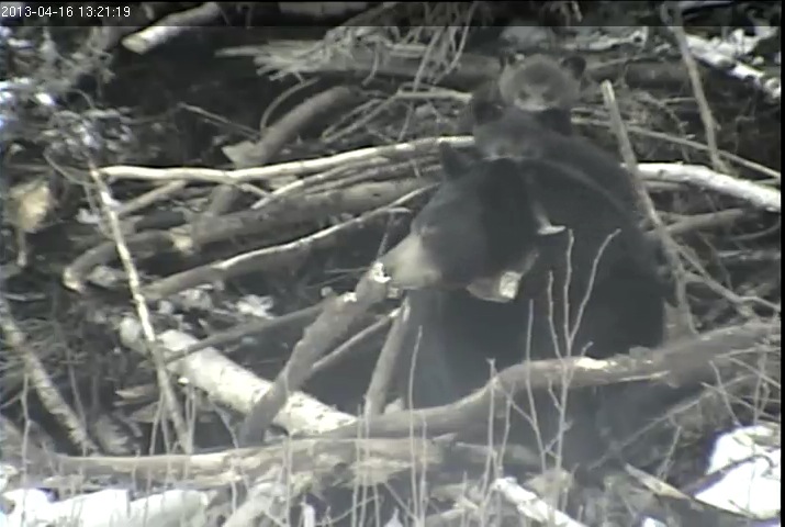 Cubs mistake Lily for a tree