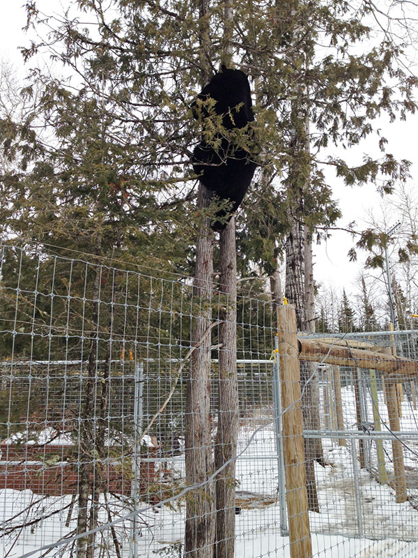 Lucky climbs a cedar tree