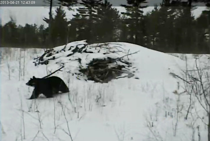 Lily walks away from the den