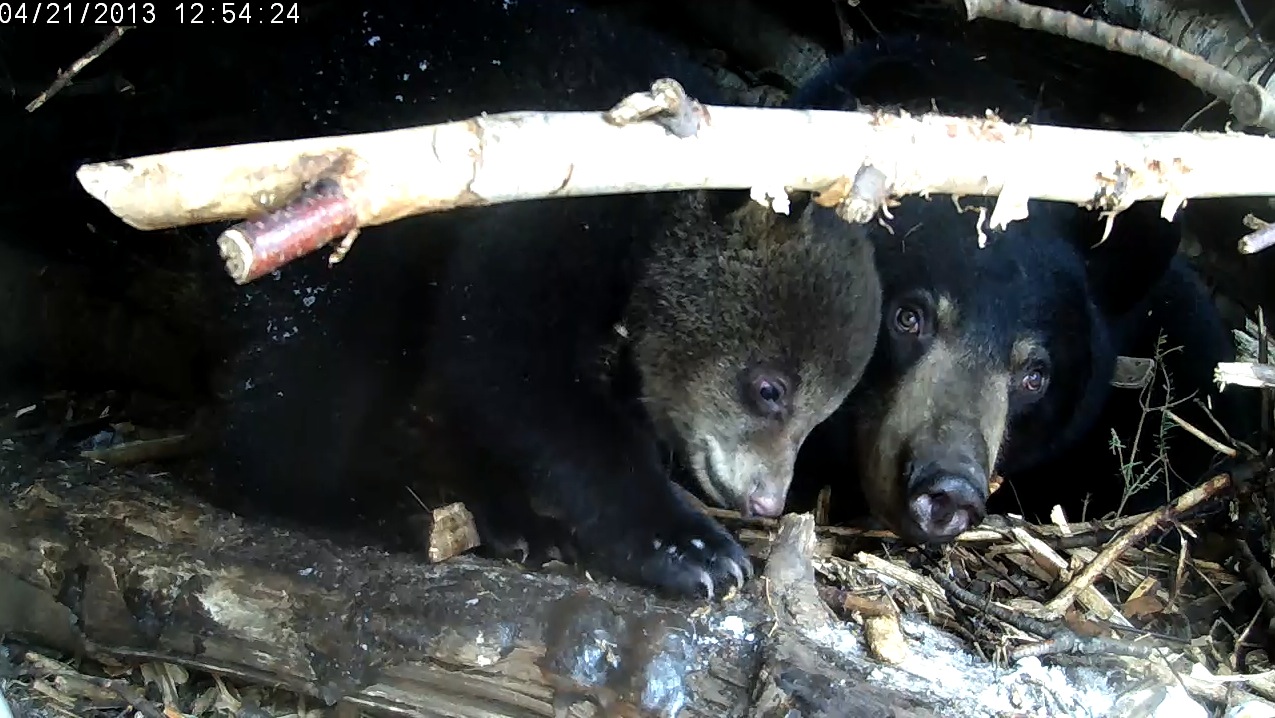 Cub and Lily