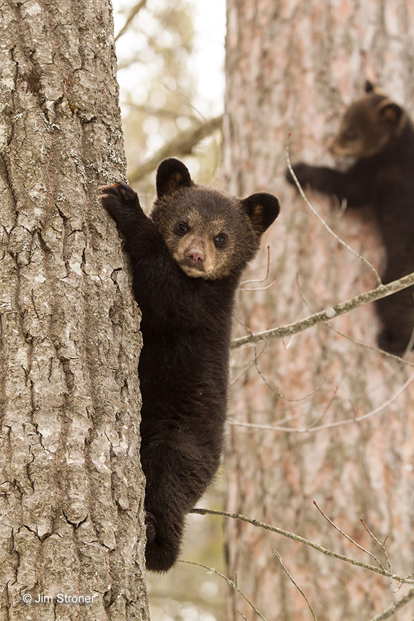 Eli climbs aspen, Ellie on red pine