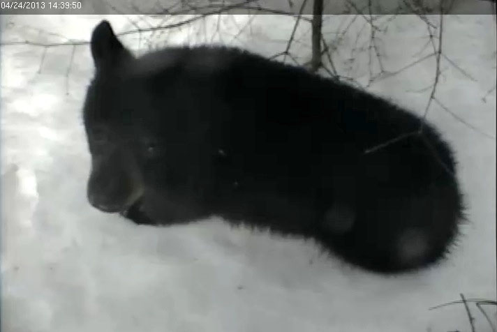 Yearling - April 24. 2013