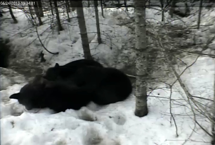Yearlings nursing - April 24, 2013