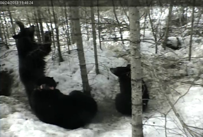 Jewel and yearlings - April 24, 2013