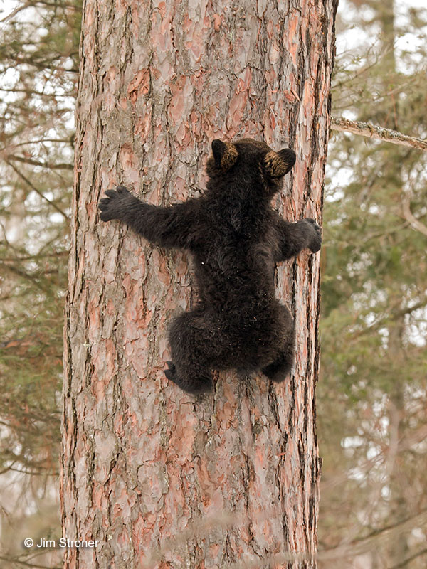 Spidey cub