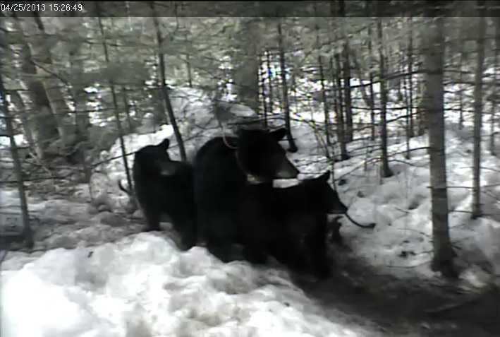 Jewel and yearlings still at den