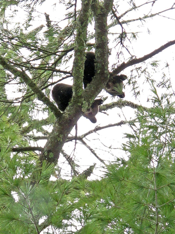 Lily's cubs in white pine