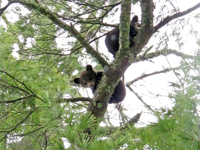 Lily's cubs in white pine