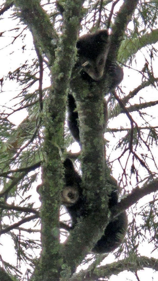 Lily's cubs in white pine