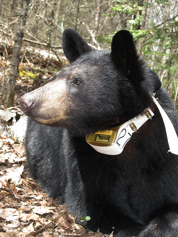 Aster with new collar