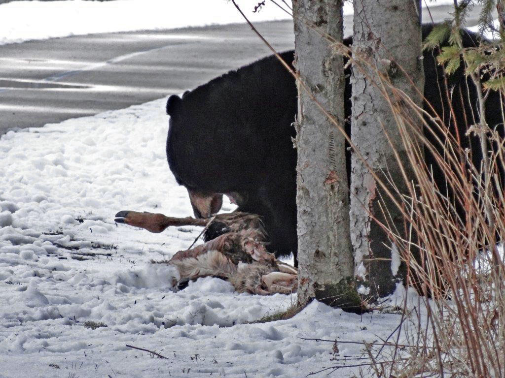 Duluth bear eating deer - April 15, 2013