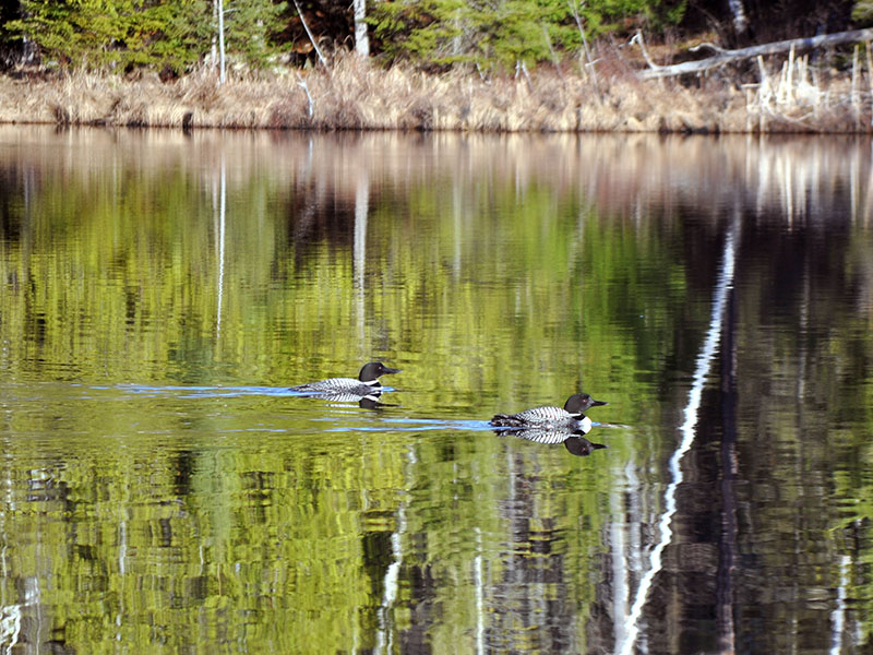 Loons on Woods Lake