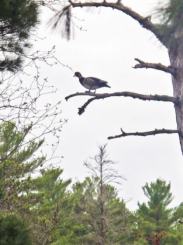 Wood Duck high in white pine