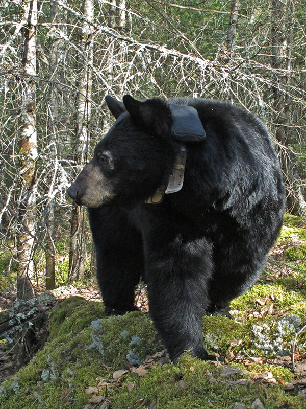 June looks back toward cub(s)