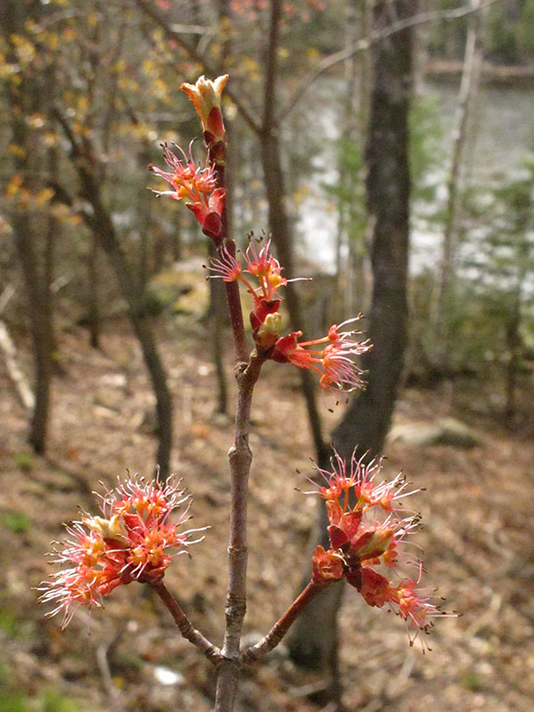 Red maple blossoms