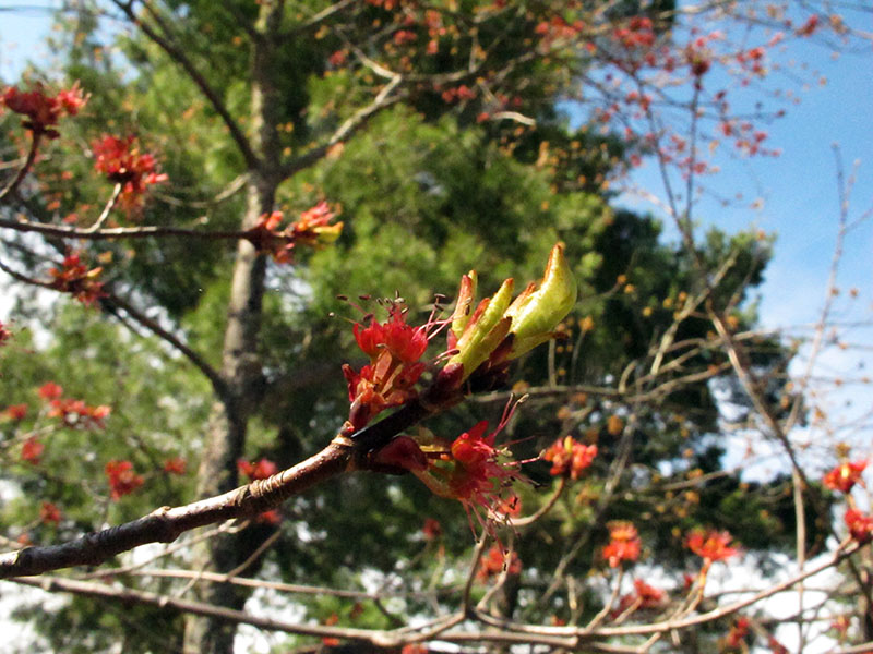 Red maple leaves