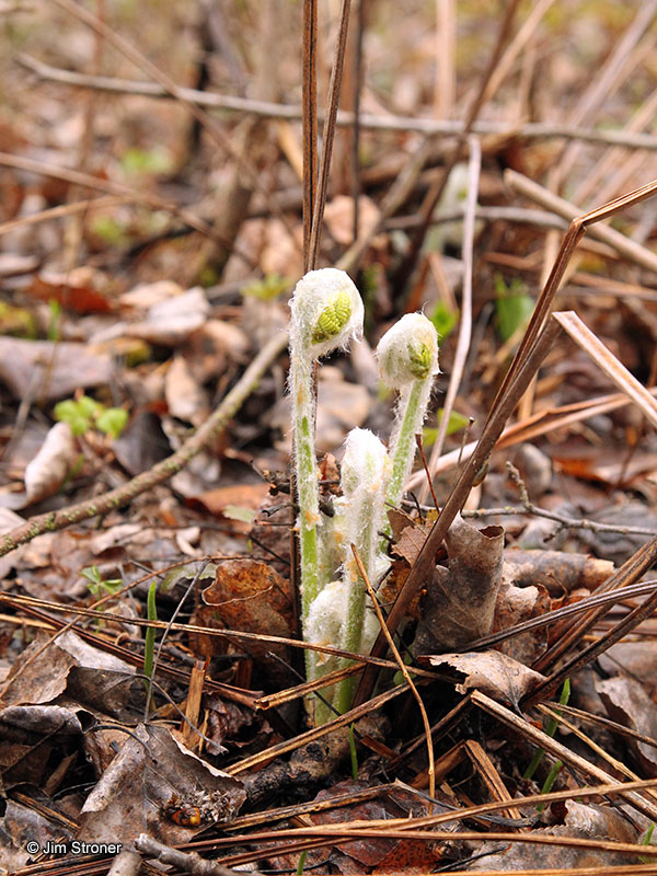 Interrupted fern erupts