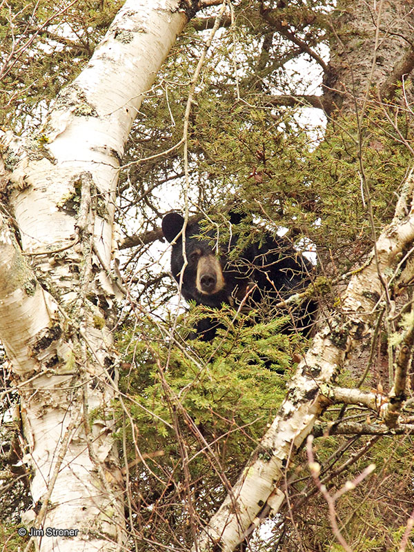 Ursula in balsam tree