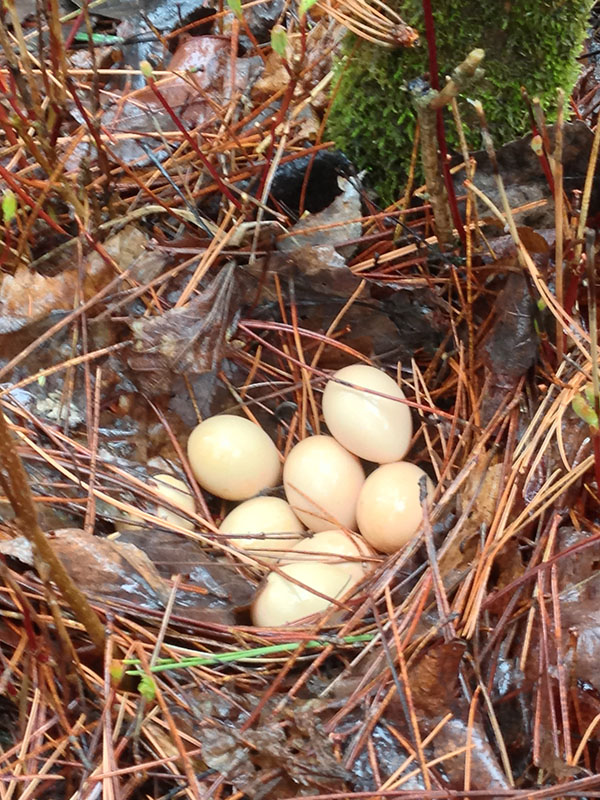 Grouse eggs