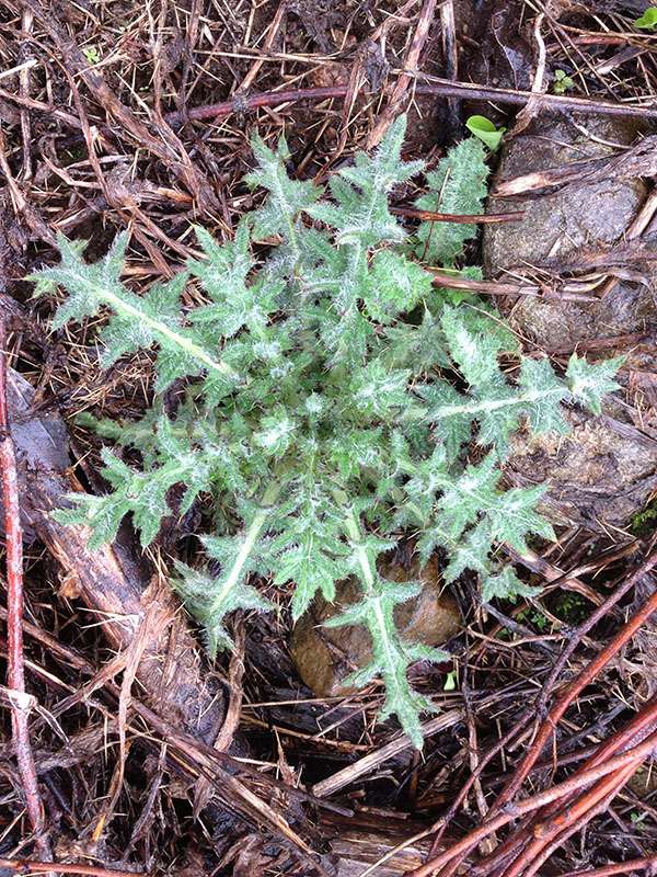 Bull thistle