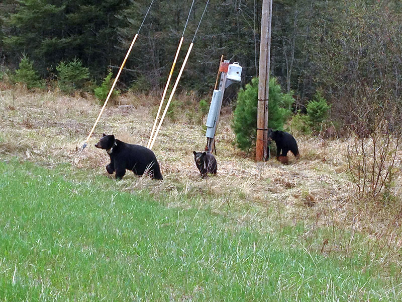 Jewel and yearlings