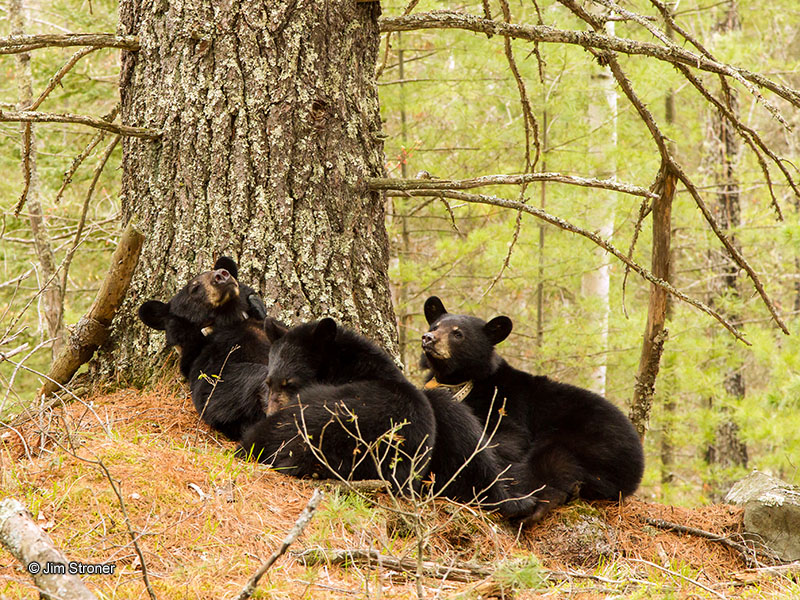 Jewel, Herbie, and Fern