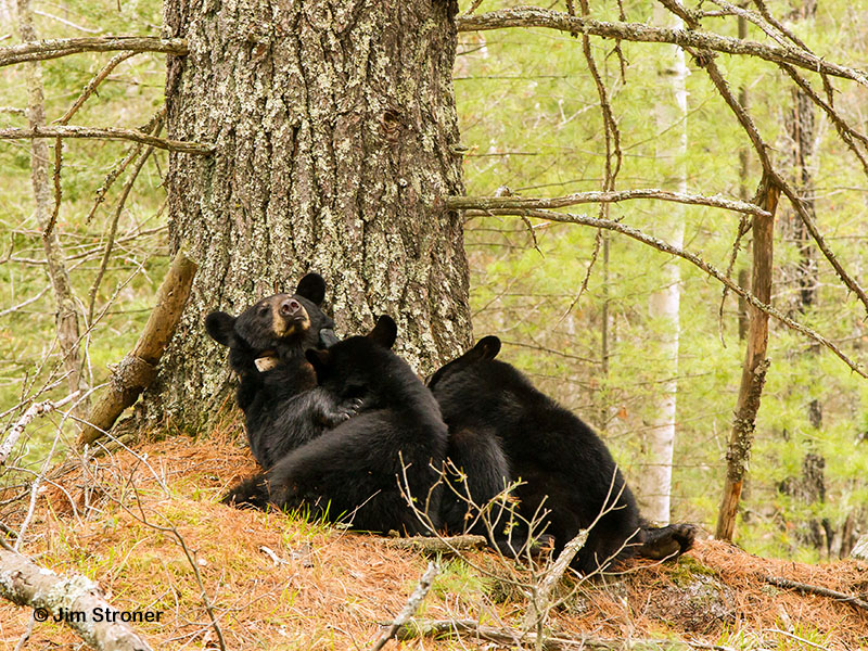Jewel nursing yearlings