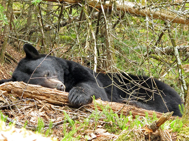 June sleeps as she waits for cubs