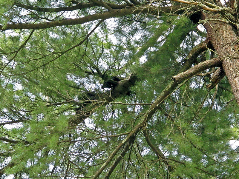 June's cubs 60 feet up white pine