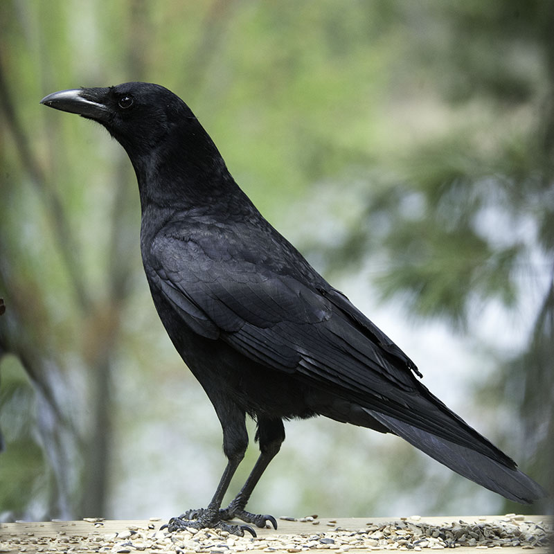American Crow