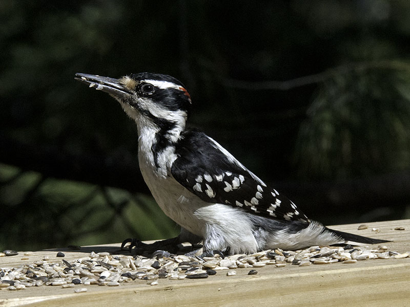 Hairy Woodpecker  