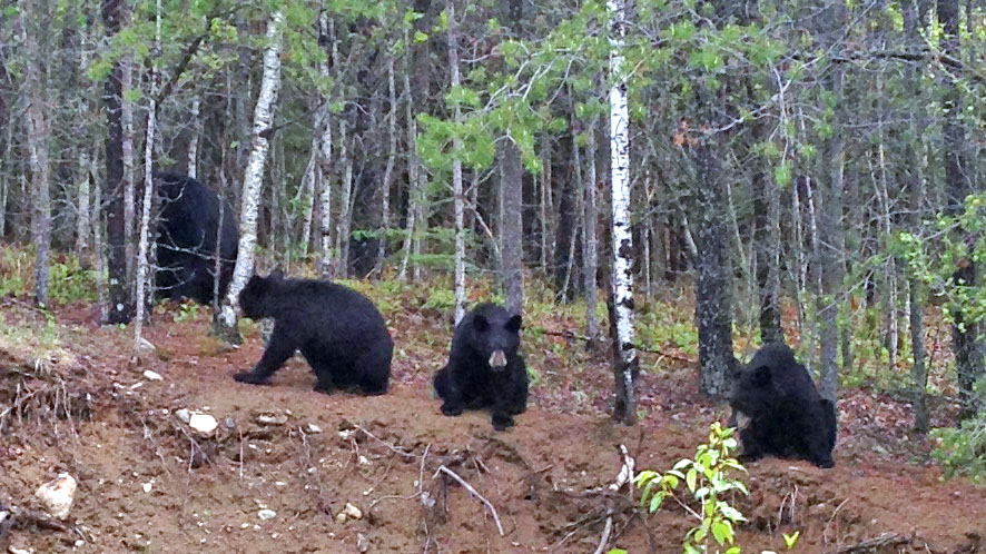 Juliet and yearlings