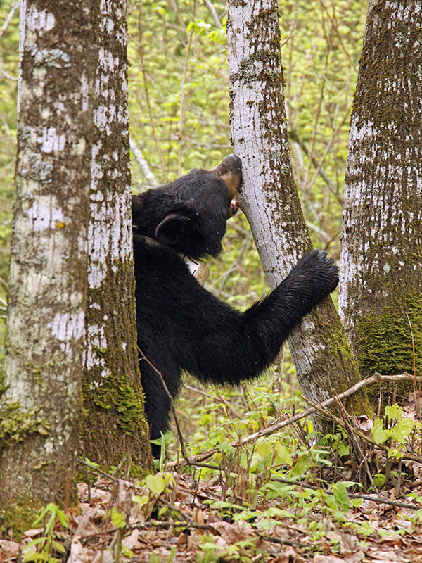 Aster bites basswood