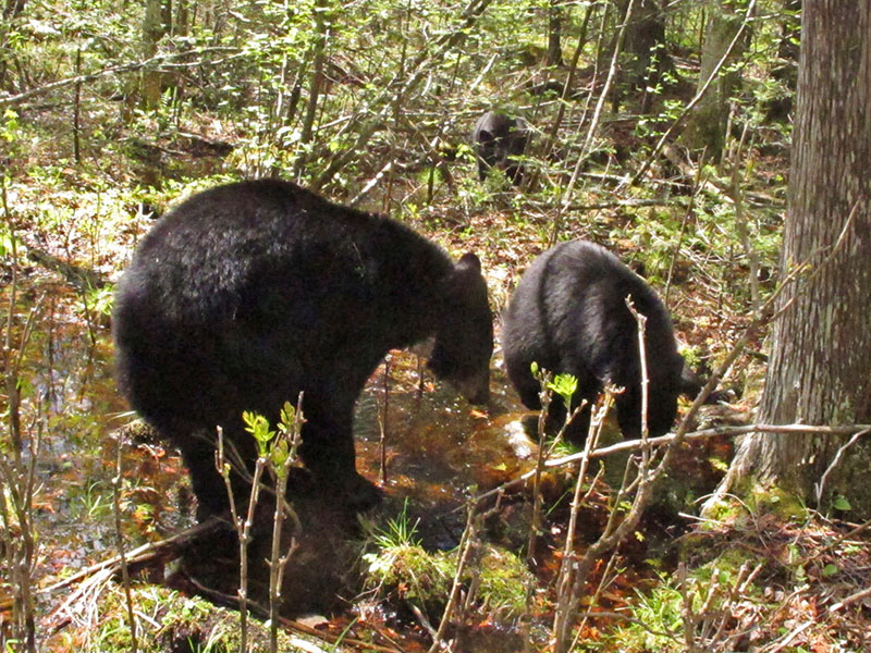 Jewel and yearling