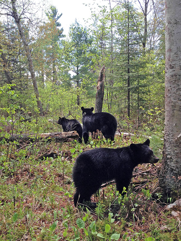 Jewel and yearlings